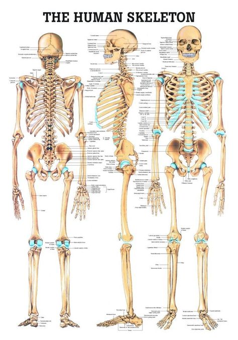 Human Skull Anatomy, The Human Skeleton, Female Skeleton, Human Skeleton Anatomy, Anatomy Chart, Skull Anatomy, Anatomy Bones, Anatomy Poster, Skeleton Anatomy