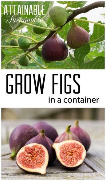 Indoor Fig Trees, Growing Fig Trees, Fruit Trees In Containers, Modern Farming, Fruit Orchard, Edible Landscape, Exterior Garden, Garden Prepping, Fig Trees