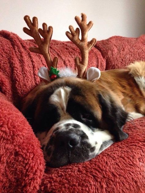 Xmas saint Most Cutest Dog, St Bernard Puppy, Big Puppies, Puppy Kisses, St Bernard Dogs, Bernard Dog, Loyal Dogs, Dog Photo, St Bernard