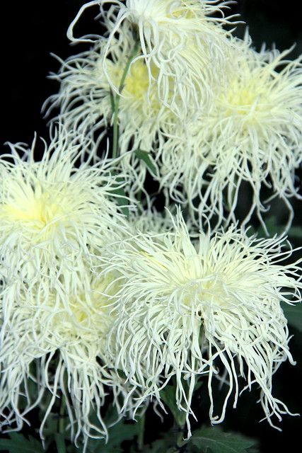 Garden Mum, Japanese Chrysanthemum, Buddhist Monks, Blossom Garden, Flowing Water, Moon Garden, Pansies Flowers, Chrysanthemum Flower, Unusual Plants