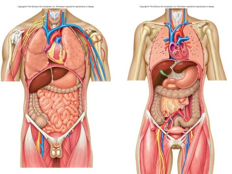 Psoas Iliaque, Rachel Rogers, Thoracic Cavity, 3d Anatomy, Human Body Organs, Basic Anatomy And Physiology, Medical Videos, Anatomy Models, Human Body Anatomy