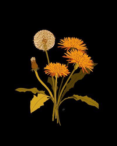 Dandelion Print · Libby Frame Illustration · Online Store Powered by Storenvy Libby Frame, Bloom Book, Frame Illustration, Illustration Botanique, Hieronymus Bosch, Lukisan Cat Air, Plant Art, Flower Illustration, Floral Illustrations