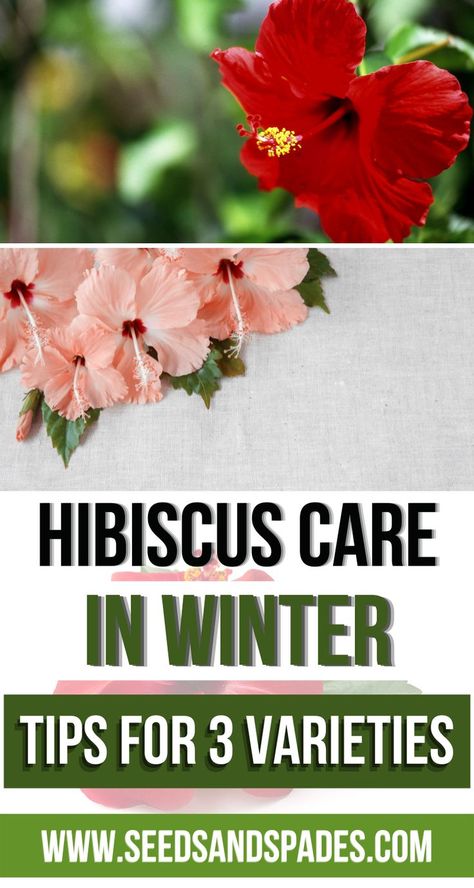 Hardy Hibiscus Care, Hardy Hibiscus Plant, Hibiscus Care, Growing Raspberries, Hardy Hibiscus, Winter Tips, Hibiscus Plant, Different Types Of Flowers, Tropical Hibiscus