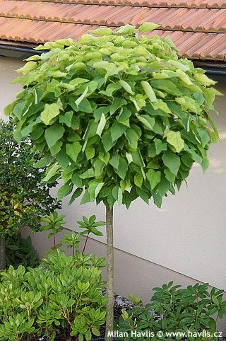 LOLLIPOP TREES FROM A HANDFUL OF INDIAN BEANS - yardz Indian Beans, Catalpa Bignonioides, Lollipop Trees, Small Trees For Garden, House Trees, Lollipop Tree, Water Wise Plants, Diy Garden Trellis, Landscaping Trees