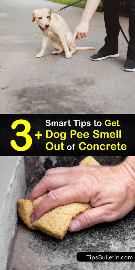 Learn ways to get dog urine smell out of concrete and leave the concrete floor smelling fresh. White vinegar, hydrogen peroxide, and an enzyme cleaner effectively remove dog pee odor from concrete surfaces. #remove #dog #pee #smell #concrete Remove Urine Smell From Concrete, Dog Urine Smell Out Of Concrete, How To Get Dog Pee Smell Out Of House, Get Rid Of Dog Pee Smell, Diy Enzyme Cleaner Pet Urine, Pet Urine Smell Remover, Remove Dog Smell From House, Enzyme Cleaner For Dog Urine, Remove Dog Urine Smell