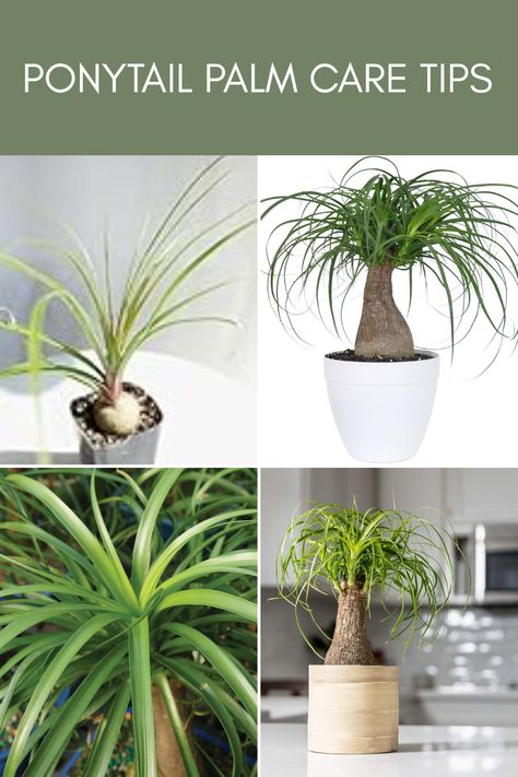 Are you looking for ways to care for your Ponytail Palm (Beaucarnea recurvata)? This unique plant with its lovely slender leaves and swayed shape adds a tropical vibe to your space. To keep your Ponytail Palm thriving throughout the seasons, ensure it gets plenty of sunlight and water just right—keep the soil moist but not soggy. Learn how to prune for better growth and when to repot. Discover advice from plant enthusiasts on how to create the perfect environment so your plant remains lush and healthy year-round! Ponytail Palm Care, Beaucarnea Recurvata, Ponytail Palm, Types Of Houseplants, Succulent Potting Mix, Live Indoor Plants, Desert Environment, Desert Plants, Unique Plants