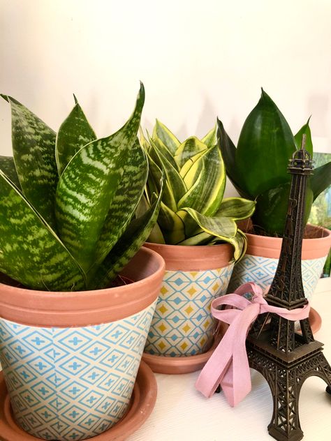 The mini types of #sansevieria #snakeplant hahnii, golden hahnii/dwarf laurentii, jade Mother In Law Tongue, Snake Plant, Mother In Law, Indoor Plants, Planter Pots, Jade, Plants