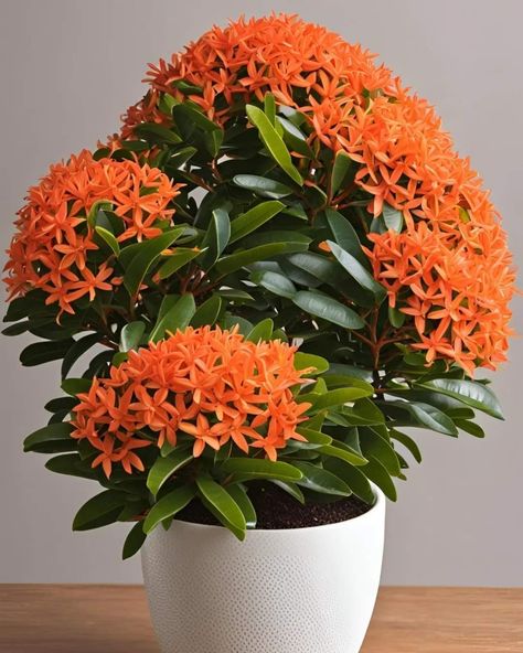 Ixora Plant, Ixora Flower, Leaf Propagation, Plant Party, March 7, Indian Home, Plants Flowers, Planting, Planting Flowers