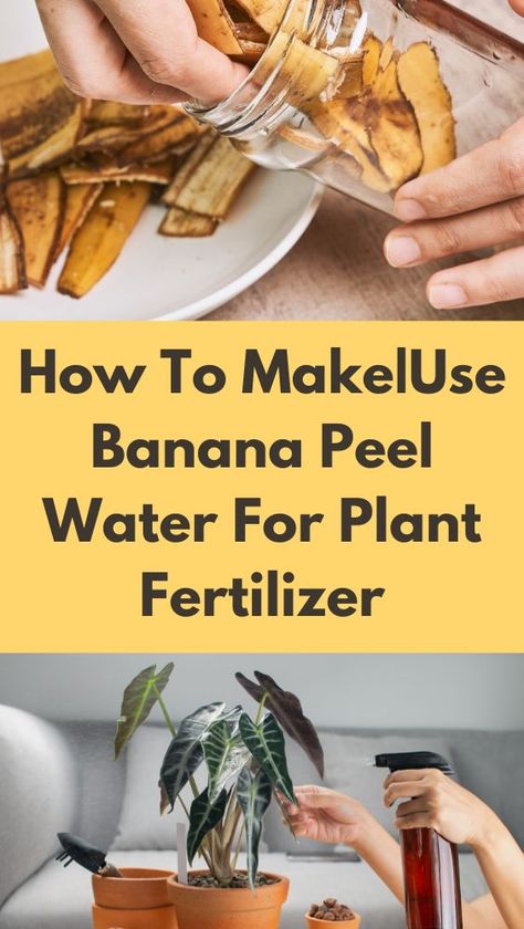 Learn how to use banana peels to make organic fertilizer for your plants. Get all the benefits and avoid all the cons when using banana peel water for plants. Banana Skin Water For Plants, Banana Peels In Water For Plants, Banana Fertilizer For Plants, Banana Fertilizer Plants, How To Make Banana Water For Plants, Banana Peals For Plants, Banana Water Fertilizer, Banana Skin Fertilizer, What To Do With Banana Peels