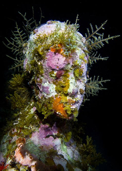 Jason Decaires Taylor, Decay Art, Underwater Sculpture, Evolution Art, Bottom Of The Sea, Growth And Decay, Bottom Of The Ocean, Underwater Art, Sculpture Garden