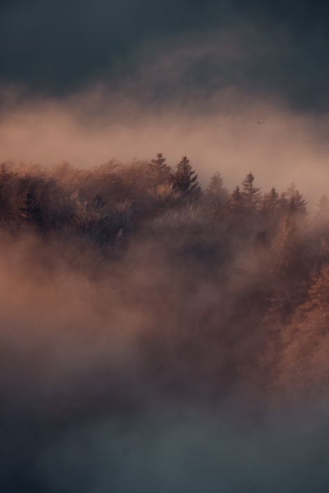 green trees covered with fog photo – Free Fog Image on Unsplash Fog Background, Fog Images, Grey Forest, Country Backgrounds, Blue Fog, Birthday Photo Banner, Foggy Morning, Background Hd, Photo Background Editor