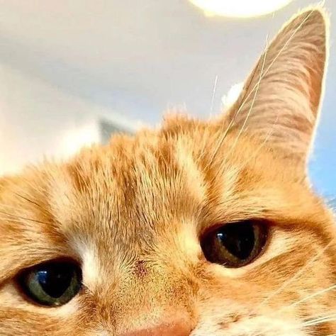 Cats Lounge on Instagram: "He’s posing 📸😻 Follow us for more @catslounge  Follow us for more @catslounge   Credits: unknown dm for removal  #animals #pet #cat #orange cute #cutecat #fy #explore #catlovers #love #catscatscats" Cat Lounge, Instagram Look, Ginger Cats, Look At Me, Cats Of Instagram, Cute Cat, Cute Cats, Cat Lovers, Bears