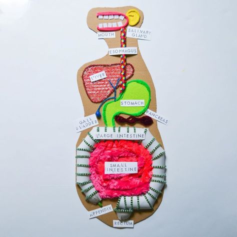 Kid Made Modern on Instagram: “Explore how the digestive system works and bring your next science lesson to life with this DIY digestive system model! Using recycled…” Diy Digestive System, Digestive System Project, Digestive System Model, Human Body Systems Projects, Body Systems Project, Human Body Science Projects, Human Body Projects, Body Science, Human Body Science