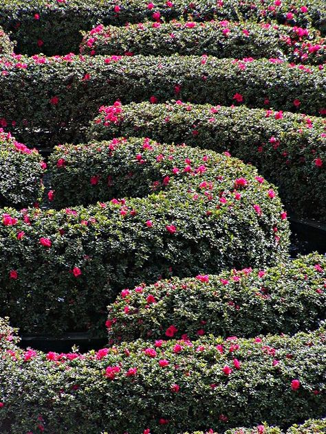 Flower Maze Flower Maze Garden, Garden Mazes, Flower Maze, Flower Hedge, Hedge Maze, Garden Maze, Victorian Greenhouses, Boxwood Garden, Chia Pet