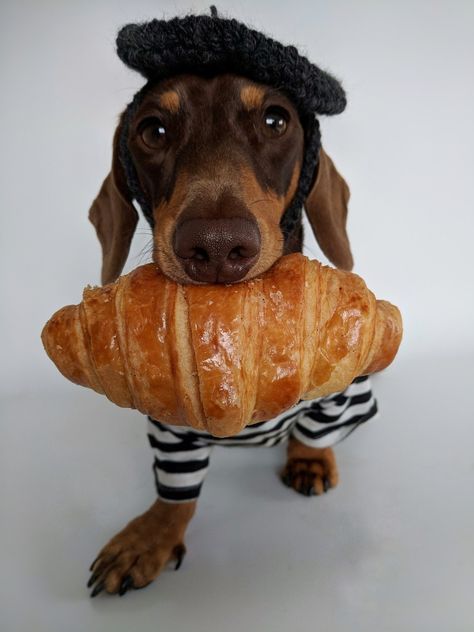 Weenie Dogs Funny, Dachshund Costume, Fancy Chickens, Funny Dachshund, Dachshund Puppies, Weenie Dogs, Silly Dogs, Dog Costumes, Dachshund Love