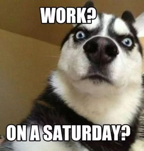 101 Saturday Memes - "Work? On a Saturday?" Saturday Memes, Good Morning Meme, Funny Good Morning Memes, Saturday Humor, Funny Good Morning Images, Funny Good Morning, Group Images, Morning Memes, Funny French