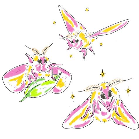 Rosy maple moths by Gemma Flack Cute Moth Drawing, Moth Faerie, Cute Moths, Moth Cute, Anime Creatures, Moth Artwork, Nature Sketches, Maple Moth, Moth Drawing