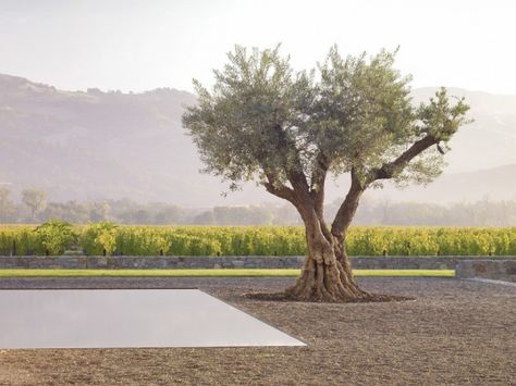 Olive Tree in Andrea Cochran Landscape, Gardens Designed Around a Single Tree, Gardenista Andrea Cochran, Spanish Garden, California Garden, Single Tree, Easy Landscaping, Modern Garden Design, Mediterranean Garden, Olive Trees, Garden Designs