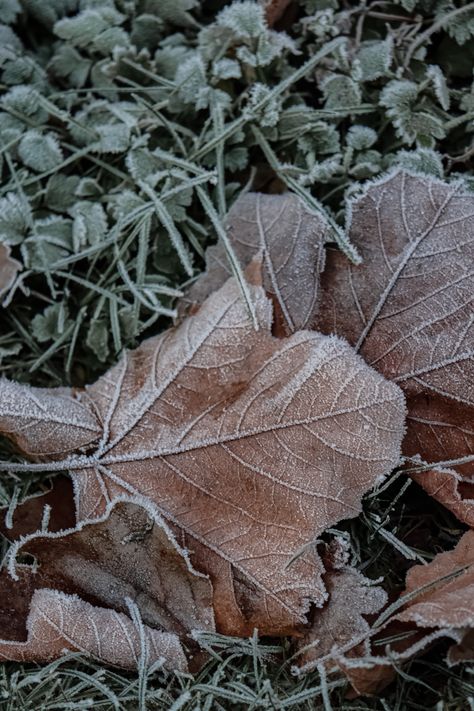 Cosy Aesthetic, Frosty Morning, Winter Morning, Early Winter, Nature Color Palette, I Love Winter, Winter Mornings, Winter Is Here, Winter Aesthetic