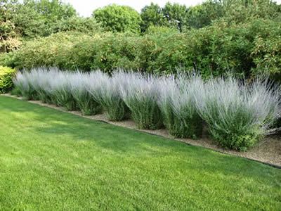 maybe shrubs in the front, russian sage, behind and on other side of russian sage, echinacea and then lambs ears Ornamental Grass Landscape, Russian Sage, Sage Garden, Tattoo Plant, Screen Plants, Landscape Design Drawings, Rosemary Plant, Board Members, Blossom Garden