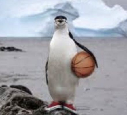 Instagram Creator, Adorable Babies, Penguins, Instagram Profile, Basketball, Hair, Instagram