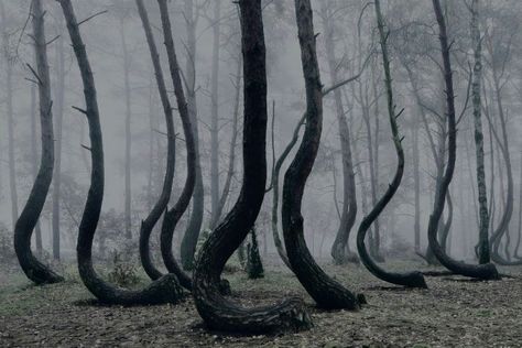 Twisted Forest, Crooked Forest, Mysterious Places On Earth, Chemical Waste, Underwater City, Foggy Forest, Dreamcore Weirdcore, Mysterious Places, Dark Aesthetic