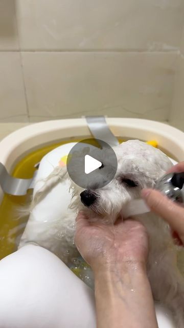 Dogs | Puppies on Instagram: "Bath time 🛁"