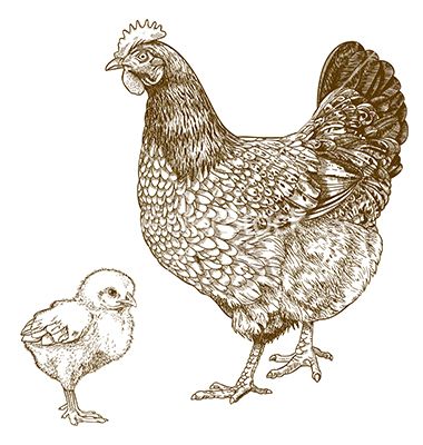 Engraving chicken and chick vector by Andrii_Oliinyk on VectorStock® Black And White Chickens, Chicken Tattoo, Chicken Drawing, Chicken Illustration, Chicken Chick, Engraving Illustration, Chicken Art, Chickens And Roosters, Free Art Prints