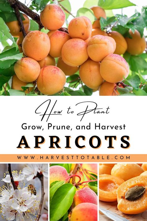 Apricots prefer mild winters, but not late freezes. They prefer hot summers that aren't too hot, as well as low humidity—dry weather is ideal. When apricots are ripe on the tree, they are the sweetest. This makes them difficult to grow and export, and they are bland if harvested too early. It's better to produce your own apricots if you want golden orange or red-blushed, delicious, and juicy apricots. Apricot Trees, Backyard Raised Garden, Planting Fruit Trees, Garden Nails, Gardening Aesthetic, Apricot Tree, Growing Fruit Trees, Garden Tattoo, Aesthetic Garden