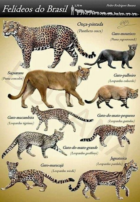 Wild Cat Species, Animals Name In English, Cat Species, Animal Illustration Art, Exotic Cats, Big Cats Art, Animals Friendship, Cats Artists, Extinct Animals