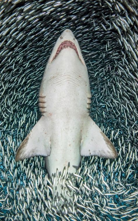 Mesmerising photos capture a group of sharks surrounded by thousands of fish off the US East Coast.    Underwater photographer Tanya Houppermans captured stunning photos of sand tiger sharks gliding through gigantic bait balls in the waters off South Carolina. Sand Tiger Shark, Tiny Fish, Bawah Air, Under The Water, Fishing Photography, Shark Swimming, Underwater Photographer, Tiger Shark, Underwater Creatures