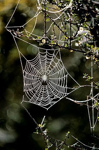 Spider Net, Spider's Web in the Early Morning Dew, New Zealand Spider Net, Matka Natura, Forest Creatures, Butterfly Pictures, Morning Dew, Insect Art, Airbrush Art, Autumn Scenery, Bad Dog