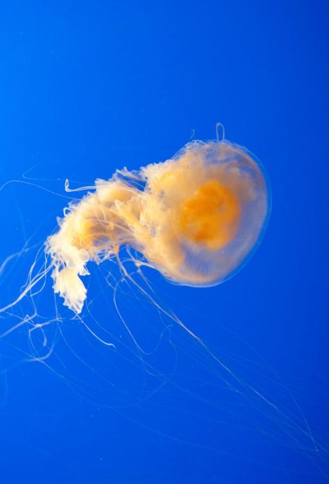 Featured Creature: The Fried Egg Jellyfish Fried Egg Jellyfish, Egg Jellyfish, Eyes Watering, Coat Of Many Colors, Marine Fish, Lovely Creatures, Oceans Of The World, Superhero Design, Marine Animals