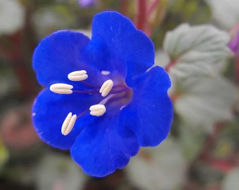 Plants We Love: Desert Bluebells - Horticulture California Bluebells, Types Of Blue Flowers, Types Of Blue, Blue Bell Flowers, Blue Plants, Kind Of Blue, Blue Bell, Plant Spacing, How To Attract Birds