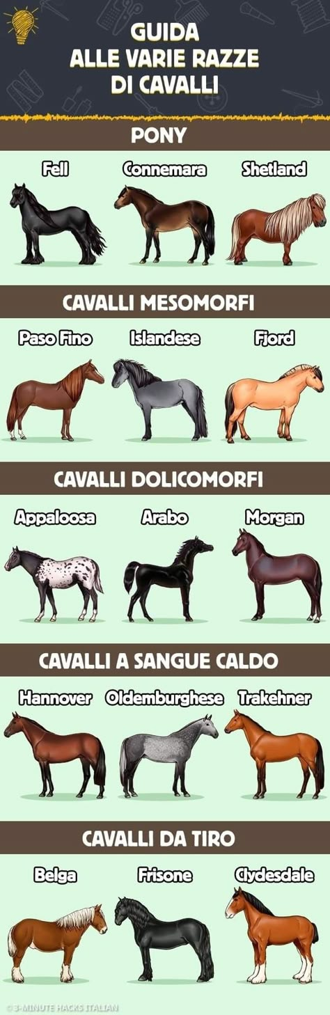 Horse Types, Equestrian Memes, Equine Artwork, Horse Markings, Horse Lessons, Horse Art Drawing, Pony Breeds, Stallion Horses, Horse Facts