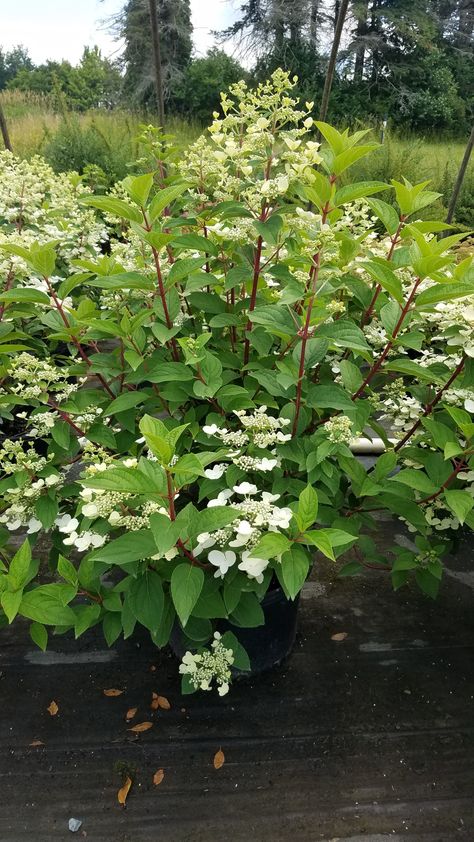 Hydrangea paniculata ‘Wim’s Red’ (PPAF) FIRE AND ICE HYDRANGEA 3-5 ft. (Zone 3) This one is quite a show! Flowers open white then mature to pink for summer and then to red for a show-stopping fall color! Fire And Ice Hydrangea, Backyard Bed, Ornamental Shrubs, Evergreen Nursery, Blue Fescue, Broadleaf Evergreen, Panicle Hydrangea, Garden Therapy, Nursery Garden