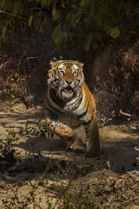 Legions of dedicated individuals are deep in the fight to save this majestic creature, the largest of the world's cats. Running Tiger, Tiger Running, South China Tiger, Baby Tigers, Tiger Love, Cat Species, Tiger Illustration, Wildlife Pictures, World Cat