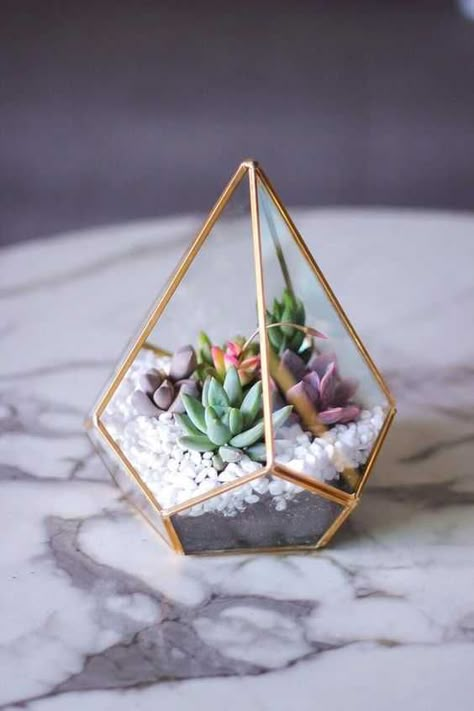 How To Grow Cactus, Kaktus Dan Sukulen, Cactus Terrarium, White Rocks, Beautiful Terrariums, Cactus Care, Unique Vase, Geometric Terrarium, Garden Terrarium