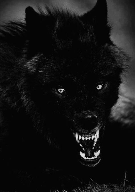 Angry Black Wolf, Vampire Pics, Wolf Reference, Black Wolves, Wolf Den, Angry Wolf, Horror Vintage, Wolf Photography, Wolf Artwork