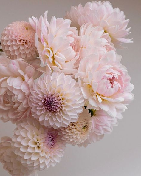 Light Pink Dahlia Bouquet, Dahlia Flower Aesthetic, Pink Dahlia Bouquet, Dahlia Wedding Bouquets, Dahlias Wedding, Dahlia Bouquet, Iphone Themes, Dahlias Garden, Pink Dahlia