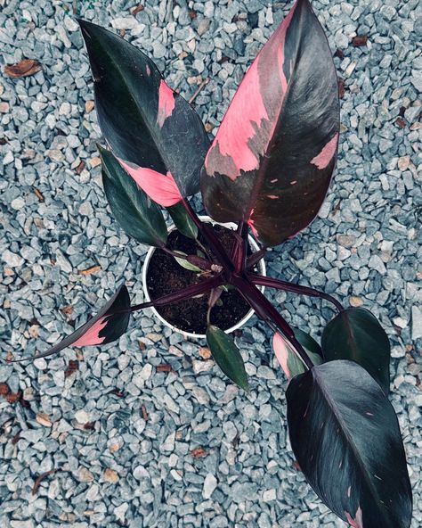 🚨 Black Cherry Pink Princess Philodendron restock 🚨 Get yours before we sell out again! 🪴 #blackcherrypinkprincess #philodendronblackcherry #philodendronblackcherrypinkprincess #pinkprincessblackcherry #blackcherryphilodendron Pink Princess Philodendron, Rare Philodendron, Princess Philodendron, Dark Foliage, Dark Leaves, Philodendron Pink Princess, Plants Aesthetic, Dream Plants, Pink Patch