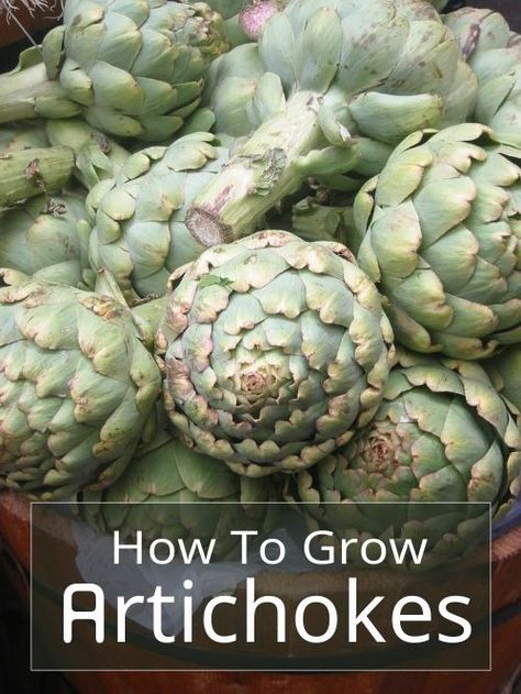 How To Grow Artichokes, Container Gardening Fruit, Growing Artichokes, Vegetable Garden Planning, Weird Plants, Backyard Vegetable Gardens, Garden Help, Veg Garden, Organic Gardening Tips