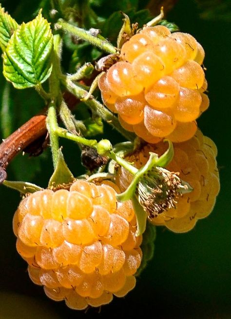 Salmon Berries, Pretty Fruit, Yellow Raspberries, Fruit Sculptures, Grape Plant, Types Of Berries, Fruits Photos, Fruit Picture, Fruit Photography