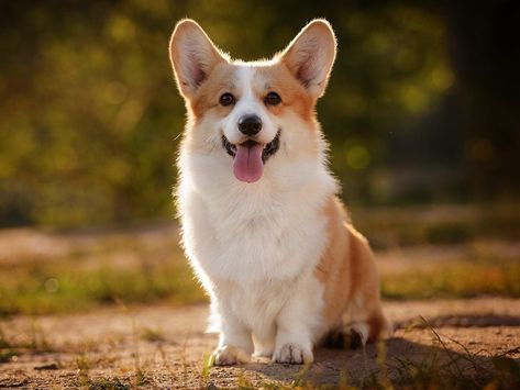 Unraveling the Cost of Cuteness: Exploring the Price of Pembroke Welsh Corgis in 2023 Corgi Dog Breed, Welsh Corgi Pembroke, Pembroke Corgi, Pembroke Welsh Corgi Puppies, Cute Corgi Puppy, All Breeds Of Dogs, Corgi Art, Welsh Corgi Puppies, Corgi Pembroke