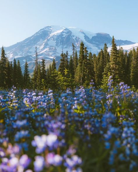 Best Mt Rainier Hikes | #vanlife in Mount Rainier National Park | We took off for Washington as soon as we could! As an Arizona girl, I've dreamed of visiting Mount Rainier National Park to see the layers upon layers of Mountains and it did not disappoint! We loved hiking, camping and documenting our trip and we're sharing with you, the BEST Mount Rainier Hikes that you can do today in Mt Rainier National Park! #rainier #washington #wastate #pnw #pacificnorthwest #usa Seattle Hiking, Capital Reef National Park, Washington Bucket List, Kootenay National Park, Gros Morne, Things To Do In Seattle, Things To Do In Washington, Great Basin National Park, Mt Rainier National Park