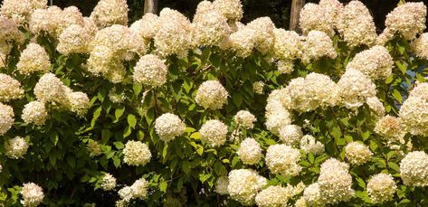 Splitting Hydrangeas, Dividing Hydrangeas, How To Split Hydrangeas, Moving Hydrangea Bush, Incrediball Hydrangea Companion Plants, Transplanting Hydrangeas, Smooth Leaf Hydrangea, Hydrangea Leaves Turning Brown, Bobo Hydrangea Companion Plants