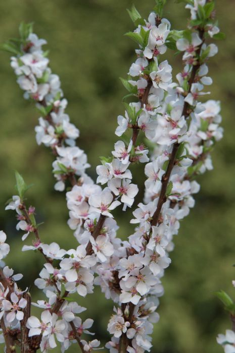 Prunus Tomentosa, Nanking Cherry, Happy Spring, Zen Garden, Rocky Mountain, Rocky Mountains, Rocky, Zen, Cherry