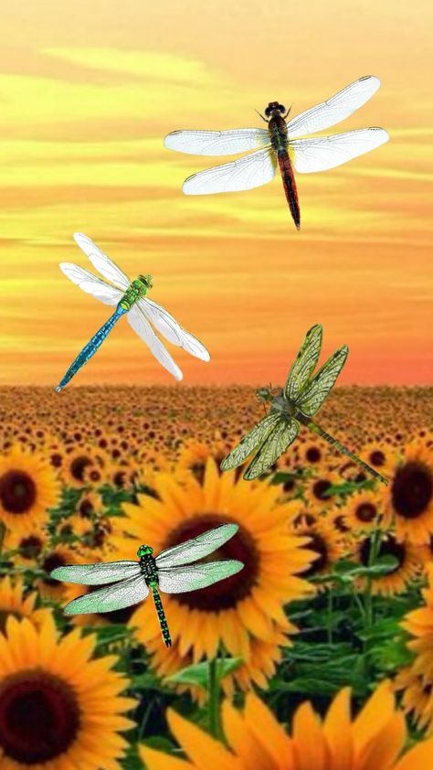 Dragonflies in a sunflower field Sunflowers And Dragonflies, Sunflower And Dragonfly Tattoo, Dragonfly Wallpaper, Dragonfly Artwork, Sunflower Quotes, Dragonfly Tattoo Design, Butterfly Art Painting, Sunflower Pictures, Dragonfly Prints