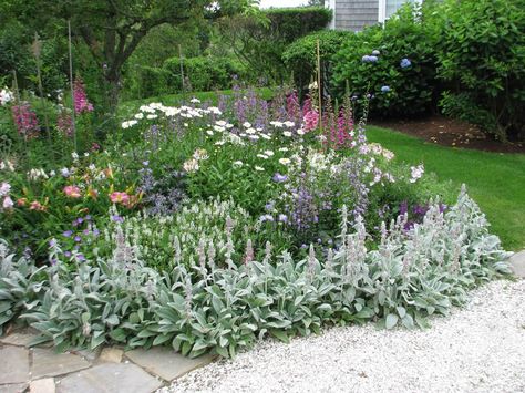 Grey lady surrounded by hydrangea, lambs ear, foxglove Lambs Ear Landscaping Ideas, Lambs Ear Companion Plants, Lambs Ear Landscaping, Townhouse Updates, Lambs Ear Plant, Foxglove Plant, Lambs Ears, Fox Glove, French Cottage Garden