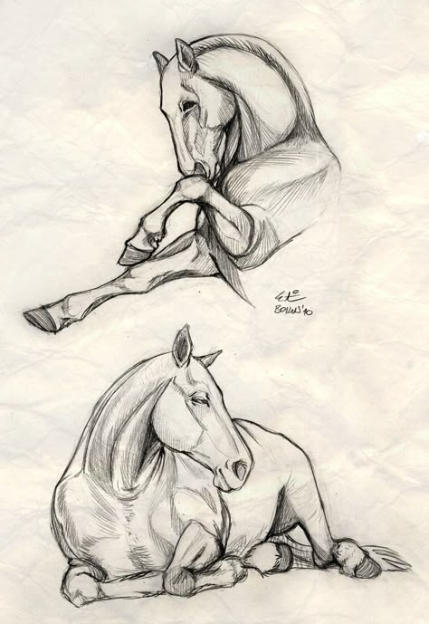 Drawings Of Horses, Realistic Animal Drawings, Drawing Horses, Horse Art Drawing, Horse Sketch, Horse Anatomy, Animal Drawings Sketches, Drawing Animals, Horse Drawings